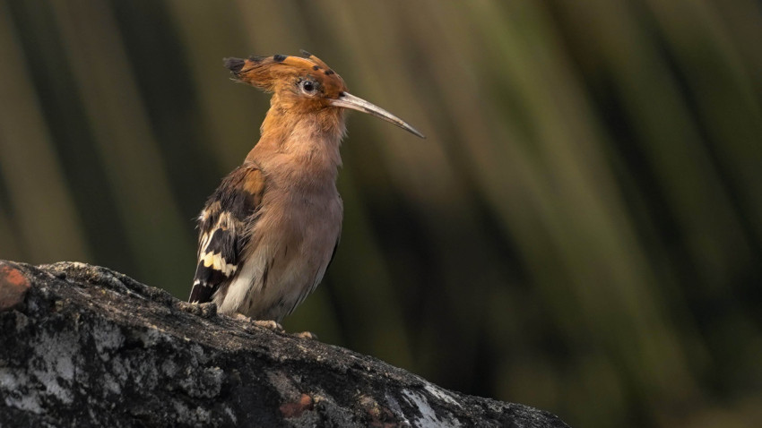 Eurasian hoopoe