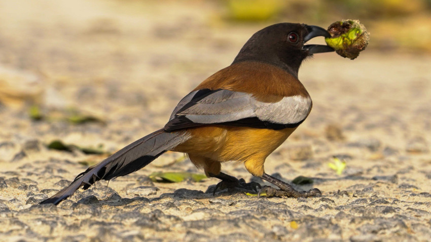 Rufous treepie