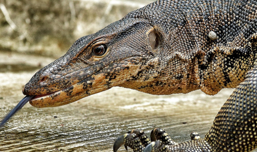 Malayan Water Monitor