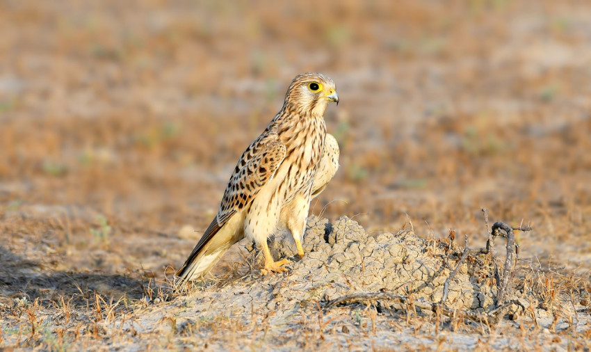 Common Kestrel