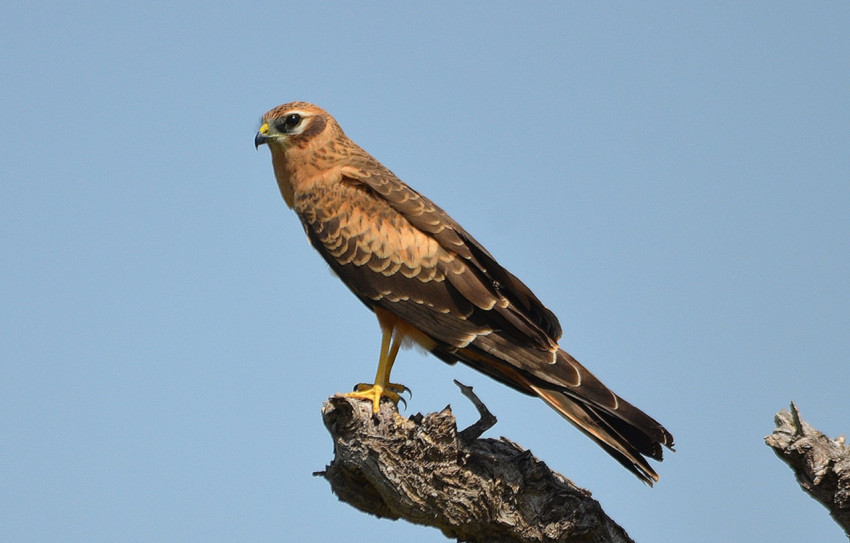 Montagu's Harrier