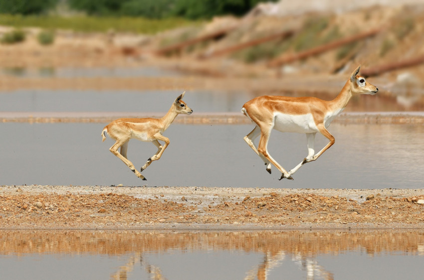 Black Buck with cub