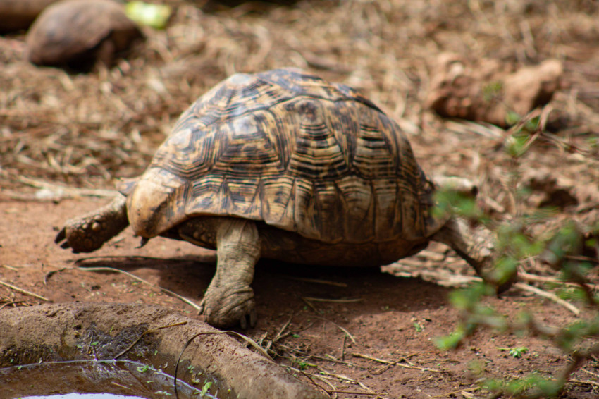 Tortoise