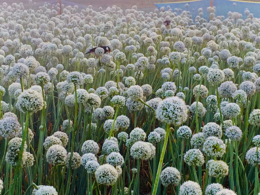 onion flower.