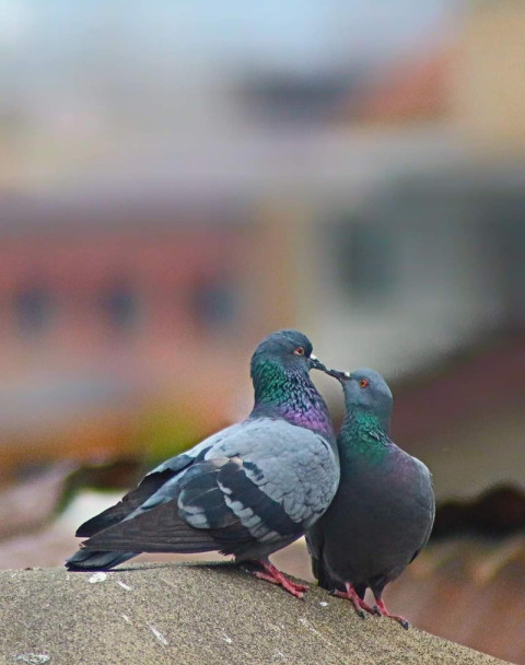 Rock Pigeon