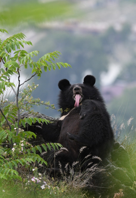 Himalayan Black bear