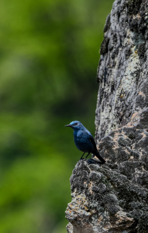 Blue Rock thrush