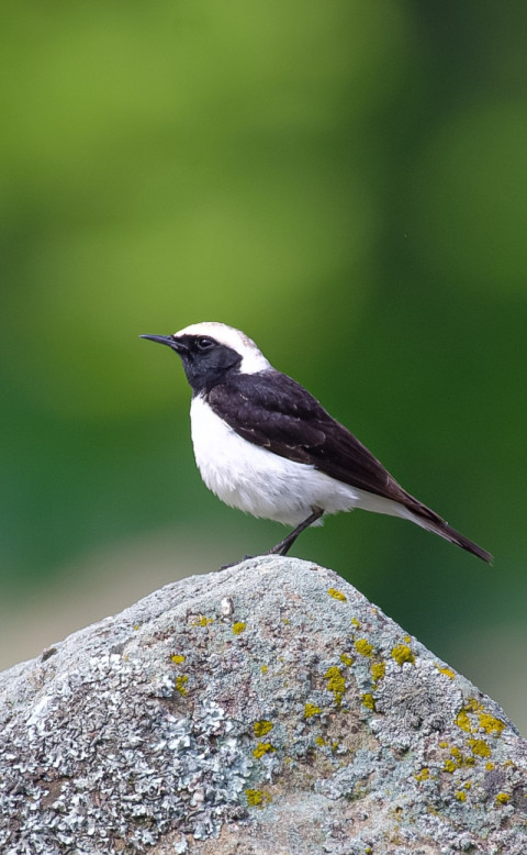 Pied wheatear