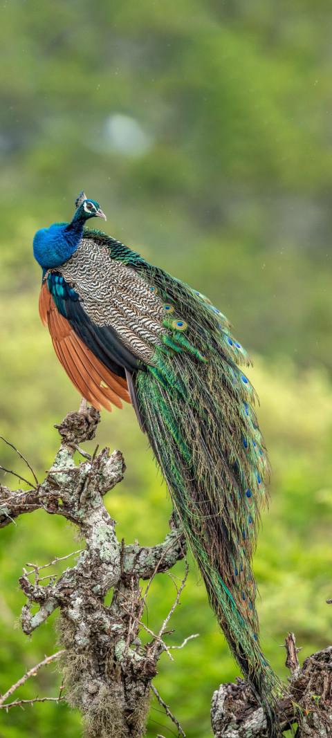 Peacock on the tree. Portrait of beautiful peacock. The Indian p