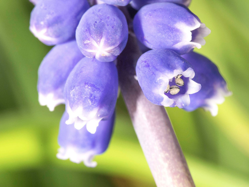 CRISTINA MOLDOVAN  GRAPE HYACINTH DETAIL