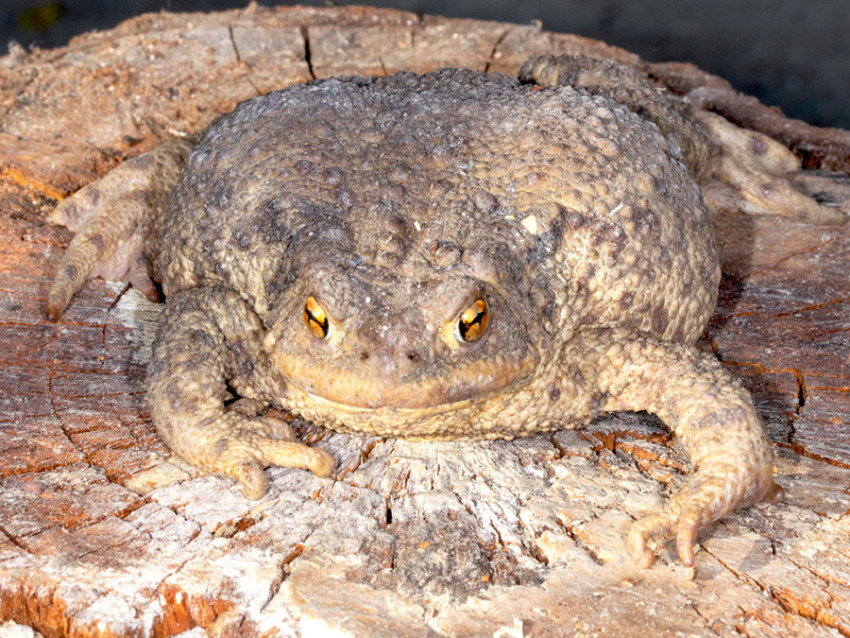 CRISTINA MOLDOVAN BROWN GROUND FROG