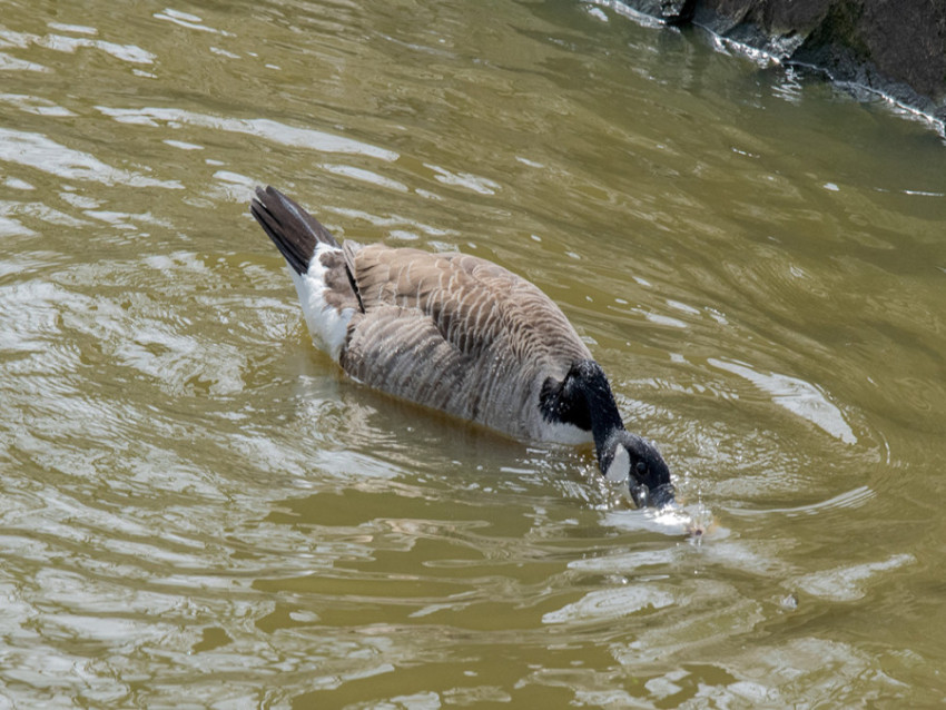 CRISTINA MOLDOVAN FISHER DUCK