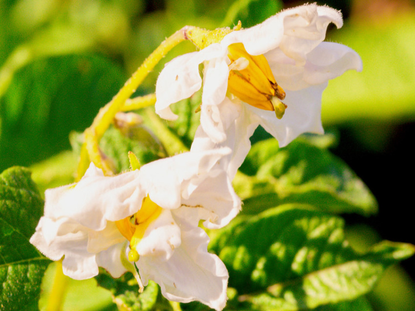 CRISTINA MOLDOVAN POTATO FLOWER