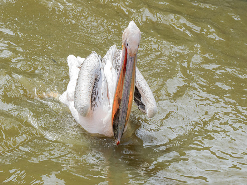 Cristina Moldovan FLEMISH PELICAN