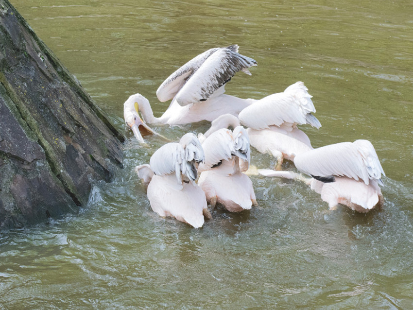 Cristina Moldovan MEAL TIME FOR PELICANS