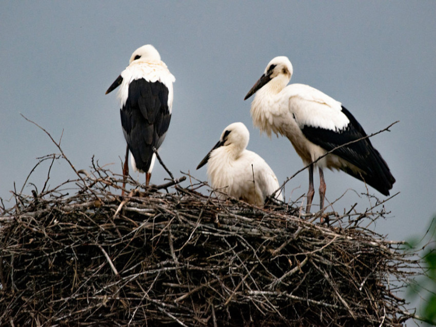 CRISTINA MOLDOVAN A HAPPY FAMILY