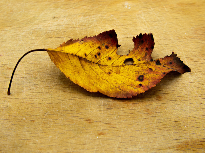 CRISTINA MOLDOVAN AUTUMN SYMBOL