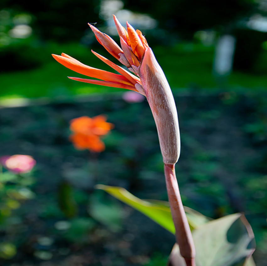 CRISTINA MOLDOVAN CANA FLOWER