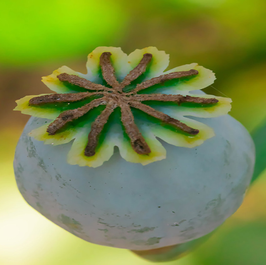 CRISTINA MOLDOVAN SHAKEN EDIBLE POPPY