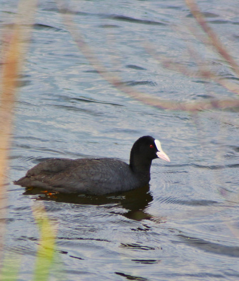 Common Coot