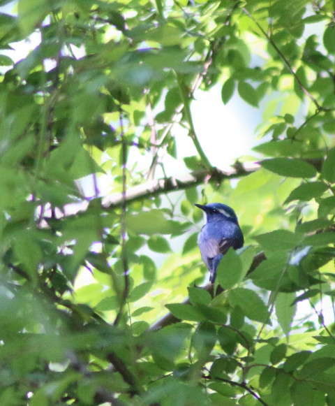 Ultramarine Flycatcher