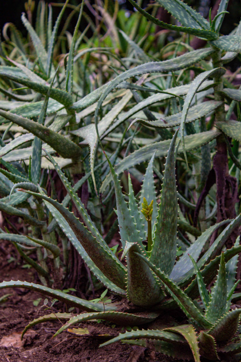 Green plants