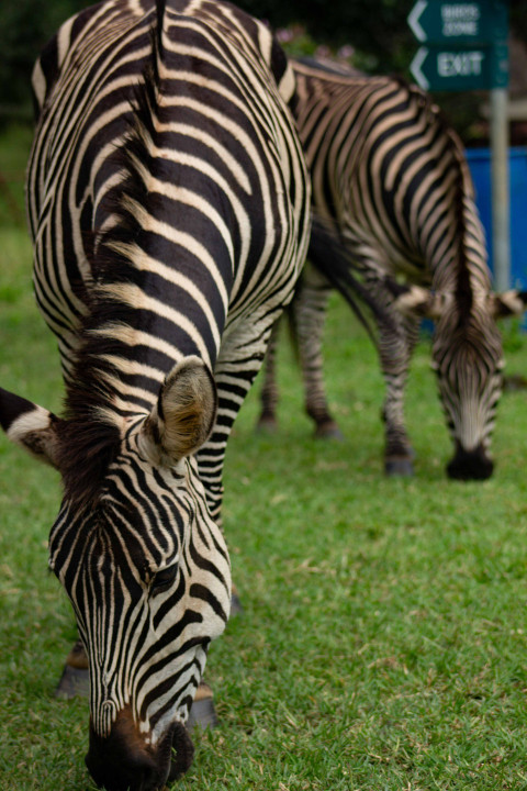 Zebra