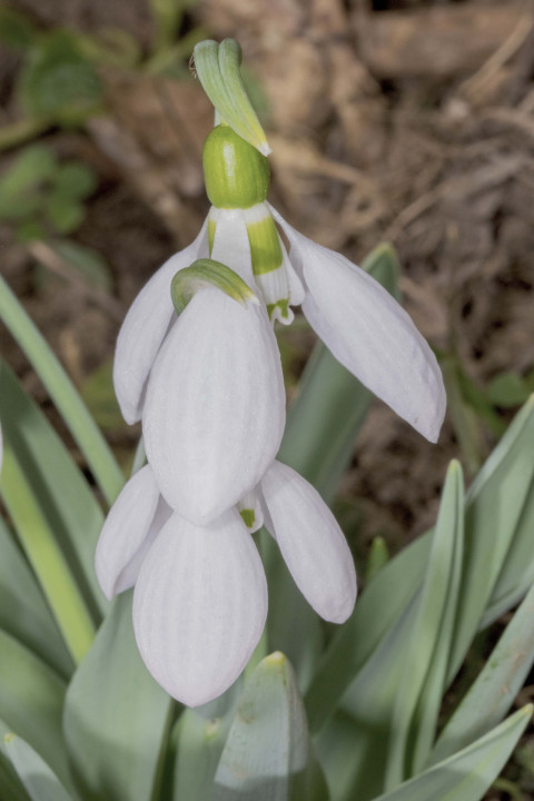 CRISTINA MOLDOVAN COUPLE OF HARBINGERS OF SPRING