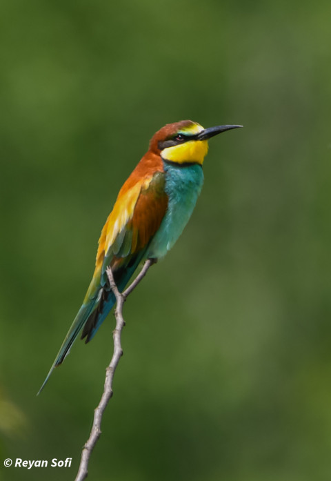 European bee eater