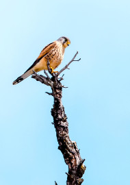 Common Kestrel