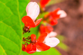 CRISTINA MOLDOVAN BEAN FLOWER