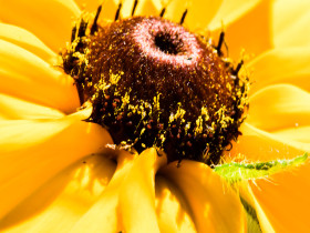 Cristina Moldovan ORNAMENTAL SUNFLOWER DETAIL