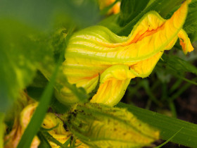 CRISTINA MOLDOVAN PUMPKIN FLOWER