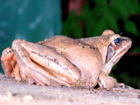 CRISTINA MOLDOVAN THE RED GROUND FROG