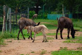 Donkeys