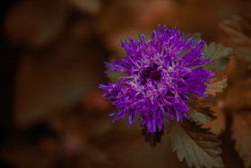 Kams' Purple Flower