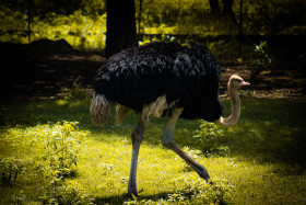 Ostrich