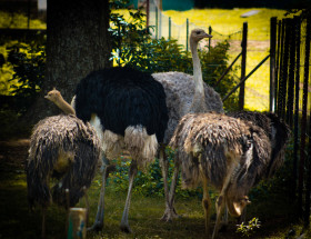 Ostriches