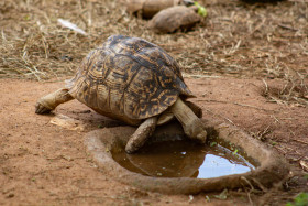 Tortoise