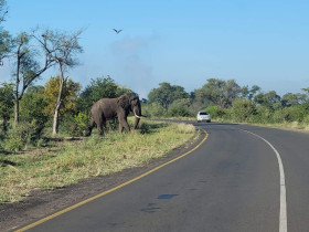 Zambian elephant